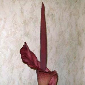 Аморфофаллус титанический - красивое растение с дурным запахом Жизненные циклы растения