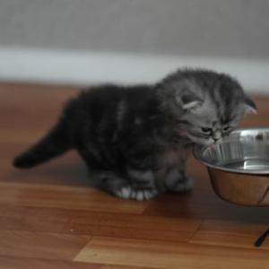 Почему кот постоянно ест?